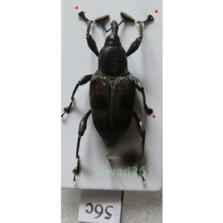 Cercidocerus sanguinipes (Heller, 1924) Philippines56c